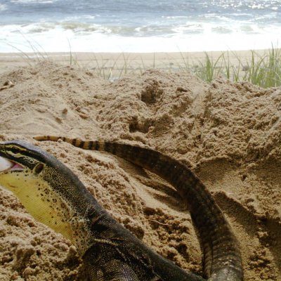 A goanna is caught on a sensor camera eating a loggerhead turtle egg at Wreck Rock Beach. Photograph: David Booth